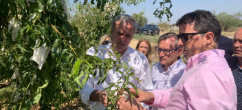 Azcón, Juste y Herrero, justo a otros cargos del Partido Popular, visitando una explotación de melocotones en Calanda